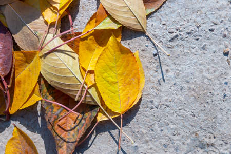 autumn, golden leaves from a tree