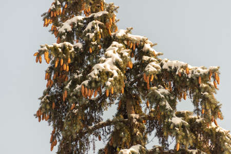 branch of Christmas tree with snowの写真素材