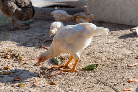 chickens in the yardの写真素材