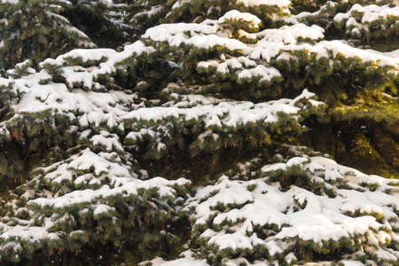 branch of Christmas tree with snow