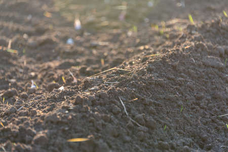 growing grass on the ground