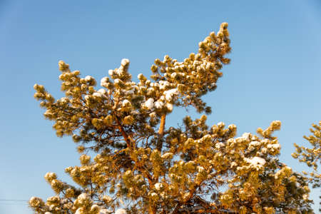 branch of Christmas tree with snowの写真素材