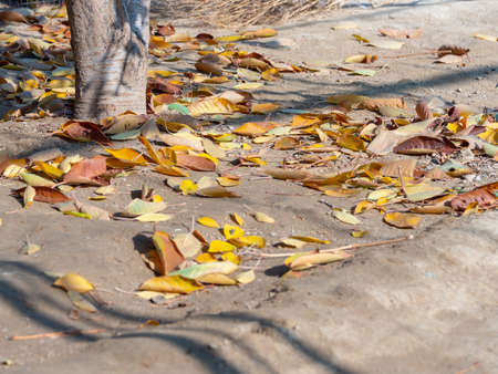 autumn, golden leaves from a treeの写真素材