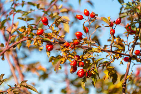red rosehip berries on a treeの写真素材