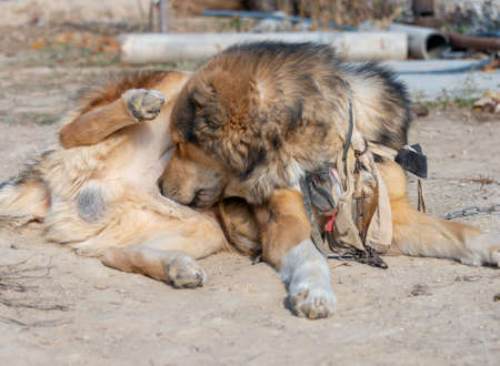 the dog is licking the genitalsの写真素材