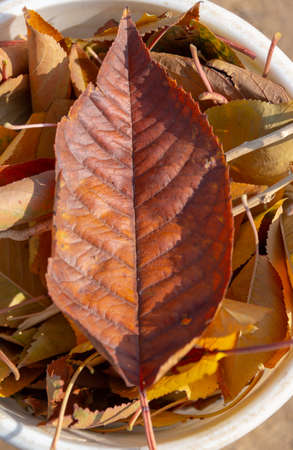 autumn, golden leaves from a treeの写真素材