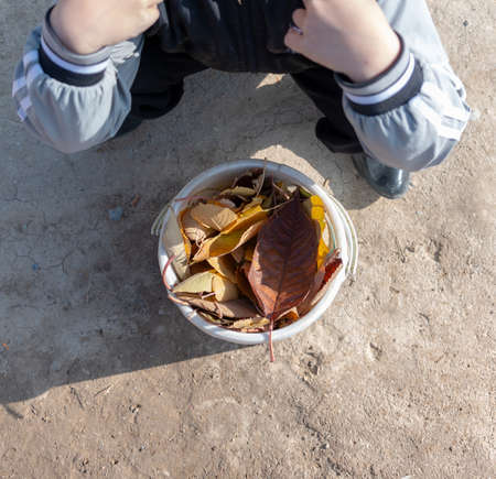 Autumn, the boy happily holds a yellow leaf of the treeの写真素材