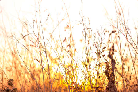 golden grass field at sunset. selective focusの写真素材