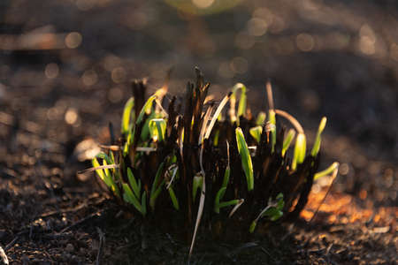 growing grass after a field fireの写真素材