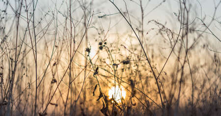 golden grass field at sunset. selective focusの写真素材
