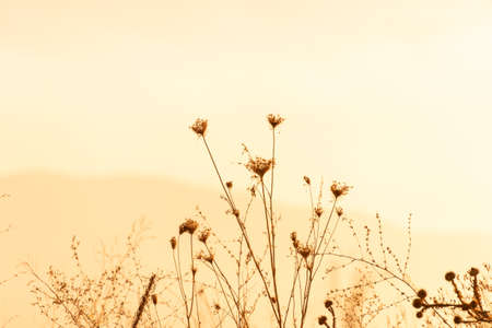 Dried meadow grass in sunlight, selective focus, abstract backgroundの写真素材