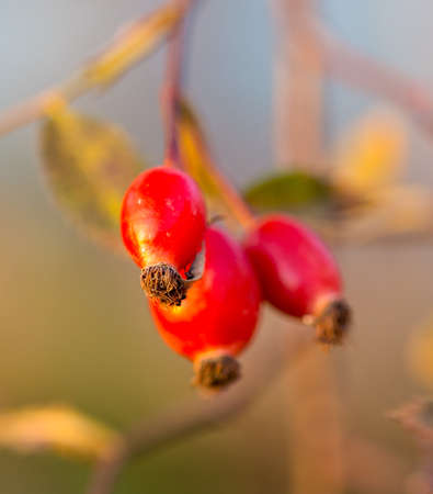 briar tree at sunsetの写真素材