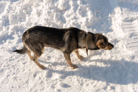 homeless dog in winter outsideの写真素材