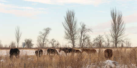Group of horses nibbling on grass sticking through snow on a cold bright winter dayの写真素材
