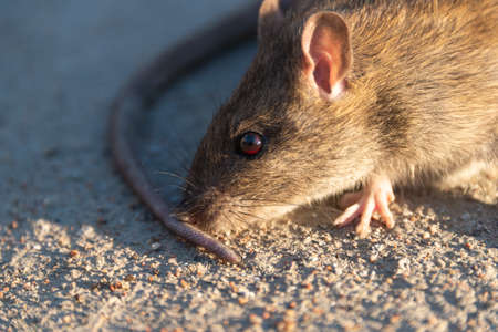 wounded rat on the road. Dead mouse on concrete roadの写真素材