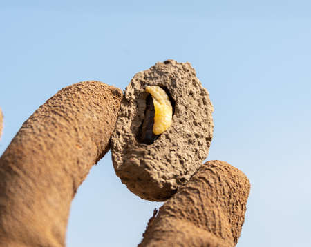 Closeup of a human hand holding white larvae in the soilの写真素材