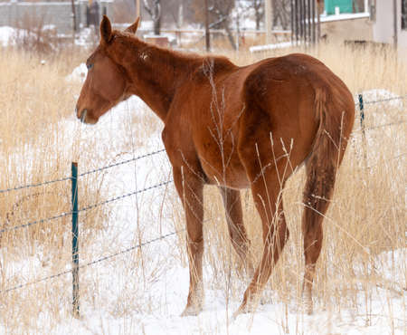 Group of horses nibbling on grass sticking through snow on a cold bright winter dayの写真素材