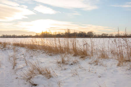 Winter landscape with frozen bare trees on a peeled agricultural field covered with frozen dry yellow grass under a blue sky during sunsetの写真素材