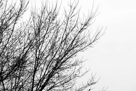 tree branch silhouette on a white backgroundの写真素材