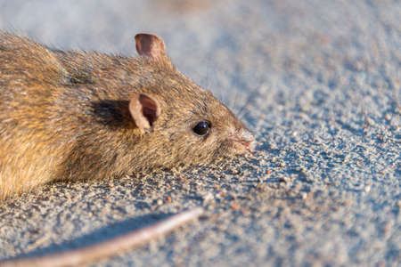 wounded rat on the road. Dead mouse on concrete roadの写真素材