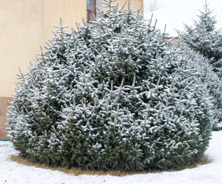 Snow lies on the branches of the Christmas treeの写真素材