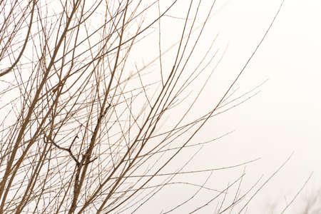 tree branch silhouette on a white backgroundの写真素材