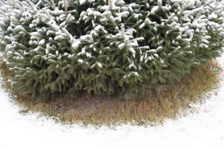 Snow lies on the branches of the Christmas treeの写真素材