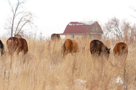Group of horses nibbling on grass sticking through snow on a cold bright winter dayの写真素材