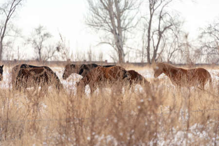 Group of horses nibbling on grass sticking through snow on a cold bright winter dayの写真素材