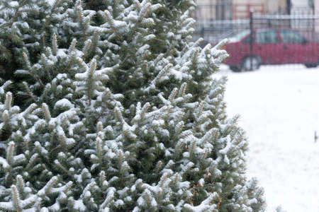 Snow lies on the branches of the Christmas treeの写真素材