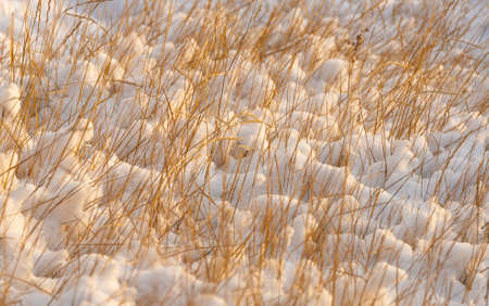 grass yellow from under the snow winter landscapeの写真素材