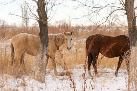 Group of horses nibbling on grass sticking through snow on a cold bright winter dayの写真素材