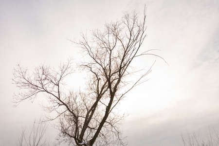 tree branch silhouette on a white backgroundの写真素材