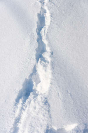 background of fresh snow textureの写真素材