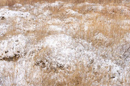 grass yellow from under the snow winter landscapeの写真素材
