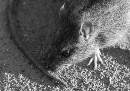 wounded rat on the road. Dead mouse on concrete road