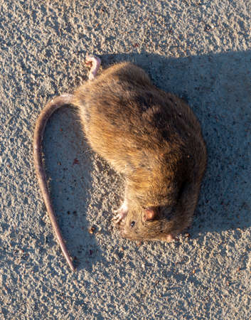 wounded rat on the road. Dead mouse on concrete road