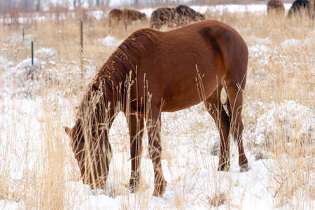 Group of horses nibbling on grass sticking through snow on a cold bright winter dayの写真素材