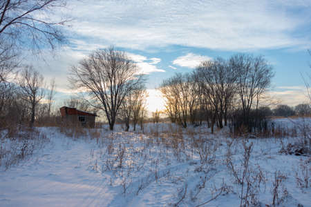 Winter landscape with frozen bare trees on a peeled agricultural field covered with frozen dry yellow grass under a blue sky during sunsetの写真素材