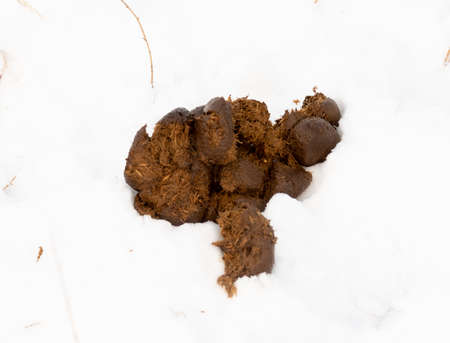 Fresh pile of horse manure on a snow backgroundの写真素材