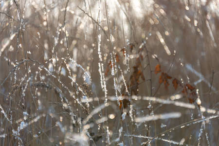 Winter, dry grass and twigs of sunlightの写真素材