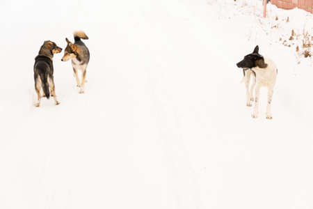 Homeless dog in winter outsideの写真素材