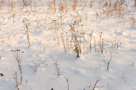 Grass yellow from under the snow winter landscapeの写真素材