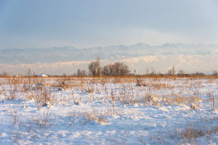Winter landscape with frozen bare trees on a peeled agricultural field covered with frozen dry yellow grass under a blue sky during sunsetの写真素材