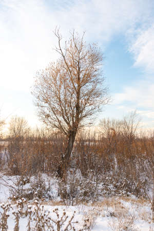 Winter landscape with frozen bare trees on a peeled agricultural field covered with frozen dry yellow grass under a blue sky during sunsetの写真素材
