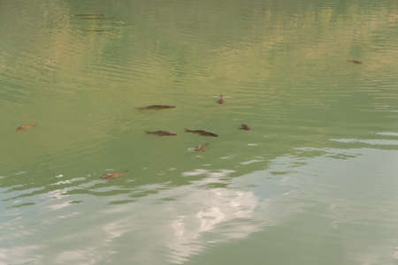 Fish on the surface of the water to breatheの写真素材