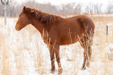 Group of horse nibbling on grass sticking through snow on a cold bright winter dayの写真素材