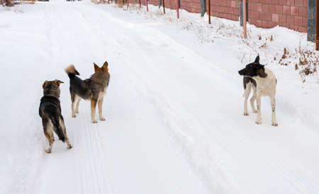 Homeless dog in winter outsideの写真素材