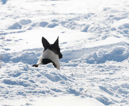 Homeless dog in winter outsideの写真素材