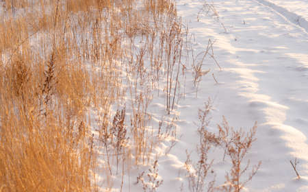 Yellow grass under the snow winter landscapeの写真素材